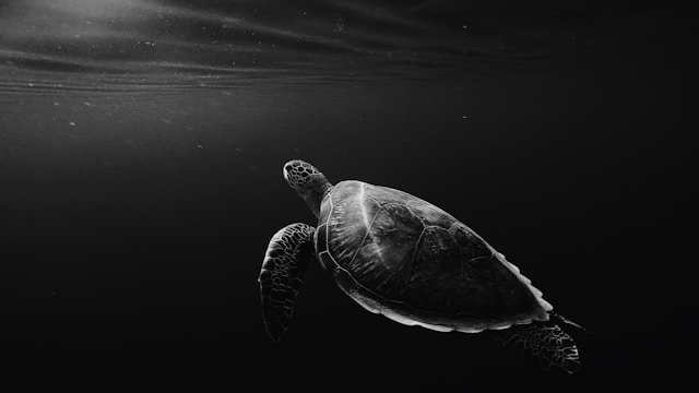 Black and white photograph of a sea turtle swimming beneath the waves.